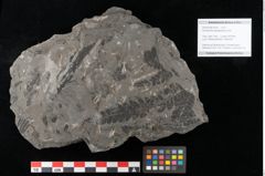Foto (Objekt + Etikett) von Acrostichites goeppertianus Sch. (NHMW-GEO-2024-0188-10525)